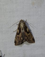 Aegilia papuascribens
