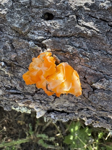 iNaturalist observation photo of golden ear
