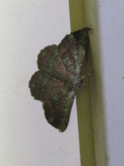 Aeolochroma turneri