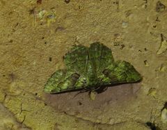 Aeolochroma turneri