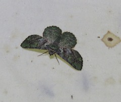 Aeolochroma turneri
