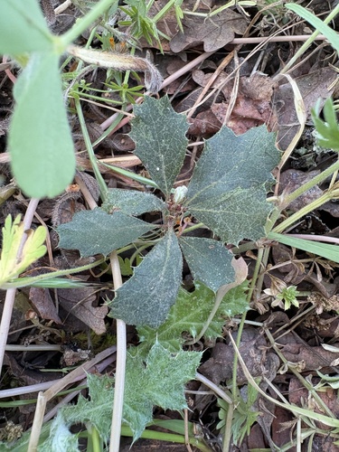 iNaturalist observation photo of blue oak