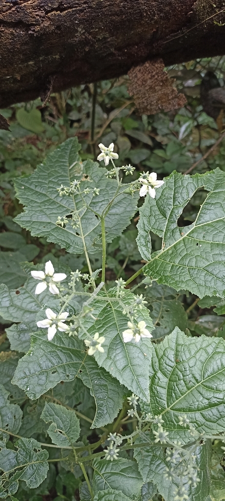 Aosa