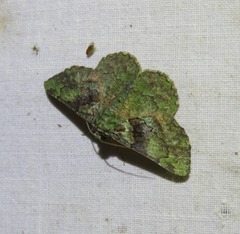 Aeolochroma turneri