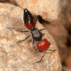 Ephutomorpha sanguineiceps