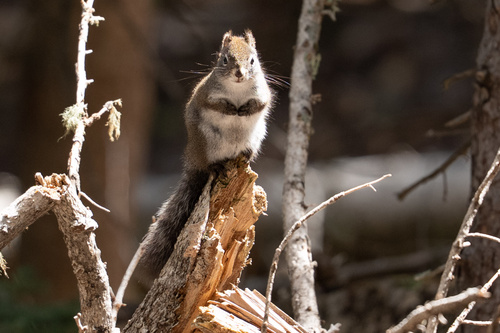 Fremont's Squirrel observed by rook_fu