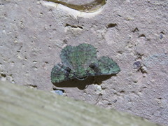 Aeolochroma turneri