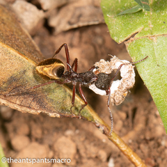 Dolichoderus extensispinus