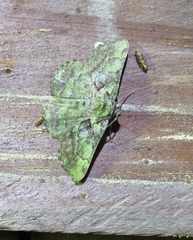 Aeolochroma turneri