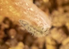 Entomobrya nivalis