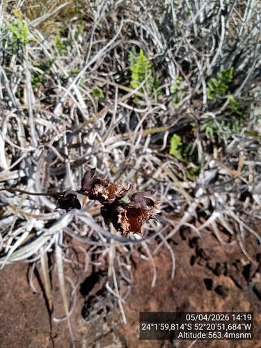 Dyckia leptostachya, photograph 3