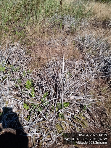 Dyckia leptostachya, photograph 4
