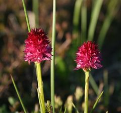 Gymnadenia