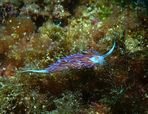 Cratena peregrina