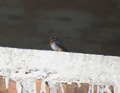Hirundo domicola
