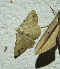 Aeolochroma quadrilinea
