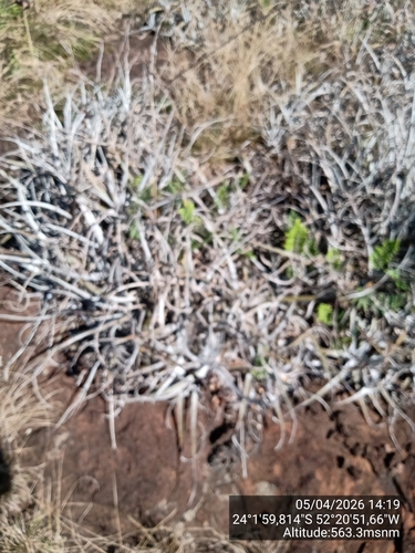 Dyckia leptostachya