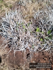 Dyckia leptostachya