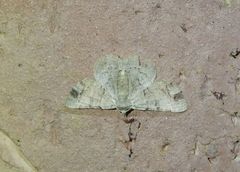 Aeolochroma quadrilinea