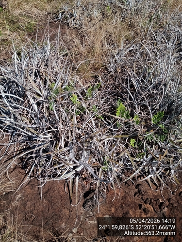 Dyckia leptostachya, photograph 2