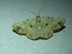 Aeolochroma quadrilinea