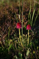 Gymnadenia