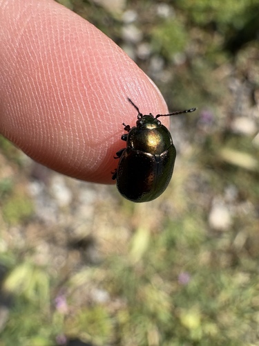 iNaturalist observation photo of Saint John's Wort Beetle