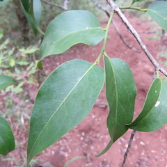 Olax dissitiflora