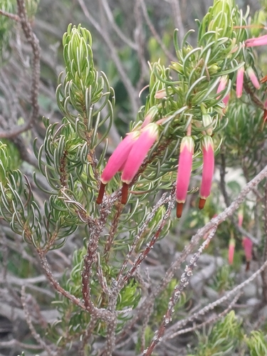 Hangertjies (Erica plukenetii)