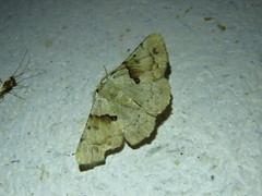 Aeolochroma quadrilinea