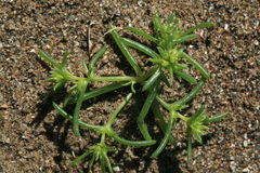 Salsola komarovii