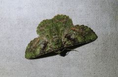 Aeolochroma turneri
