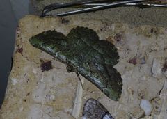 Aeolochroma turneri