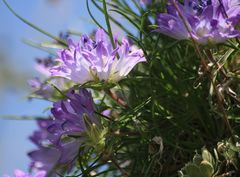 Edraianthus