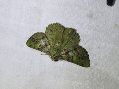 Aeolochroma turneri