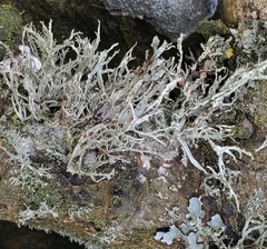 Ramalina subfarinacea