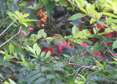 Zosterops ceylonensis