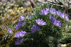Edraianthus