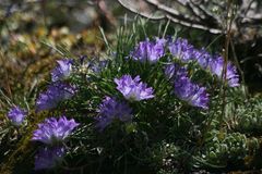 Edraianthus