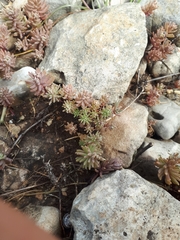 Sedum rubens