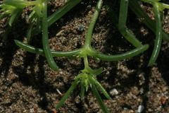 Salsola komarovii