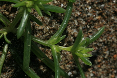 Salsola komarovii