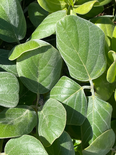 Canavalia sericea observed 2026-04-05