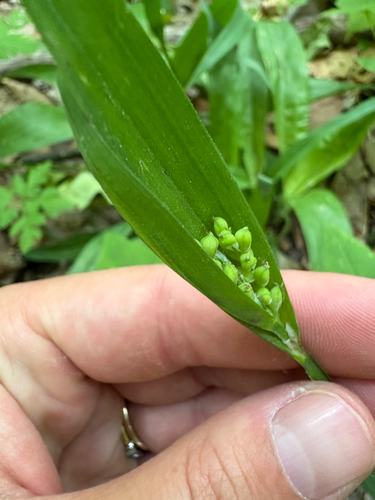 White Bear Sedge (Carex albursina)
