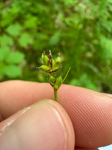 Peck's sedge (Carex peckii)