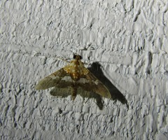 Aetholix flavibasalis