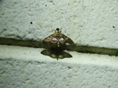 Aetholix flavibasalis