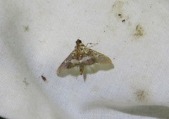 Aetholix flavibasalis
