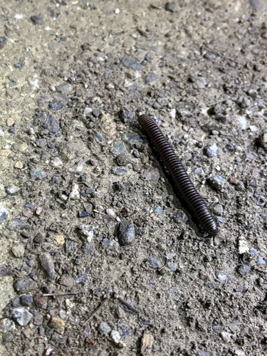 iNaturalist observation photo of Black Round Millipede