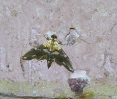 Aetholix flavibasalis